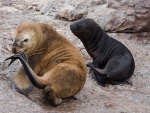 Postal: Leones marinos en una colonia en la Patagonia