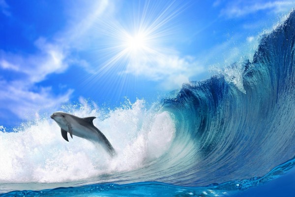 Delfín saltando una ola