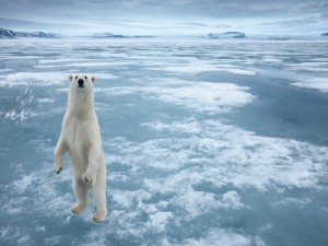 Oso polar de pie sobre un mar helado