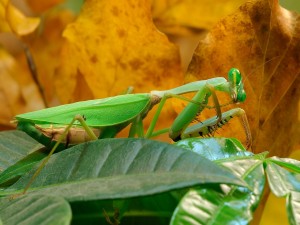 Mantis religiosa con forma de hoja verde
