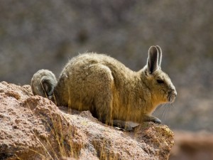Postal: Vizcacha de la sierra o chinchillón (desierto de Sur Lípez, Bolivia)