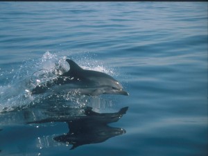 Postal: Salto de un pequeño delfín