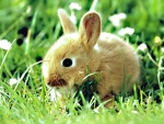 Pequeño conejo entre la hierba