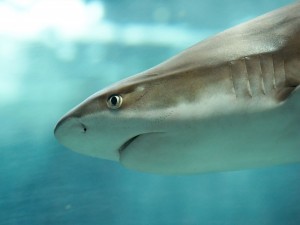Tiburón punta negra (Carcharhinus melanopterus)
