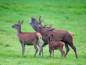 Postal: Familia de ciervos en el bosque de Freyr (Bélgica)