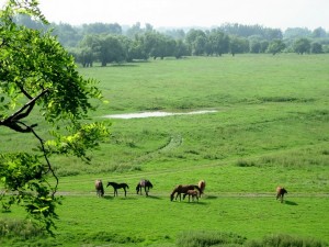 Caballos pastando en una pradera en Opatowiec (Polonia)