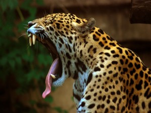 Las fauces de un jaguar