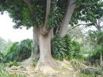 Árbol Ombú (Phytolacca dioica)