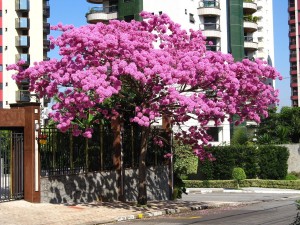 Postal: Tabebuia (lapacho) rosado en flor