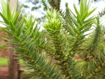 Hojas de la Araucaria angustifolia