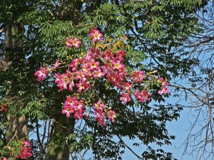 Postal: Ramas en flor de Ceiba Speciosa (palo borracho)