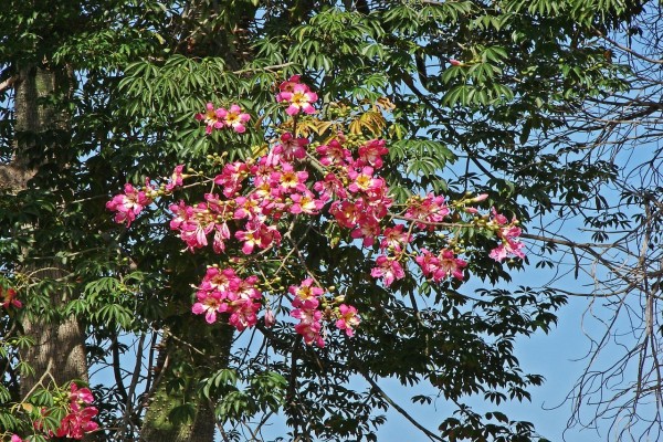 Ramas en flor de Ceiba Speciosa (palo borracho)