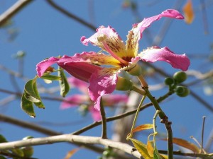 Flor de Ceiba speciosa