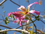 Flor de Ceiba speciosa