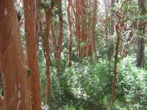 Postal: El bosque de Arrayanes, en el Parque Nacional Los Arrayanes (Argentina)