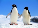 Dos pingüinos de la mano