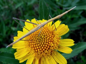 Postal: Bicho palo en una flor amarilla
