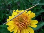 Bicho palo en una flor amarilla
