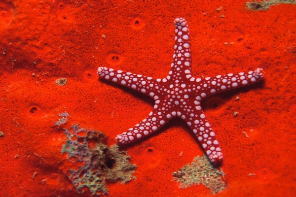 Estrella de mar roja