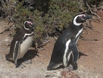 Pingüinos de Magallanes en Punta Tombo (Chubut, Argentina)