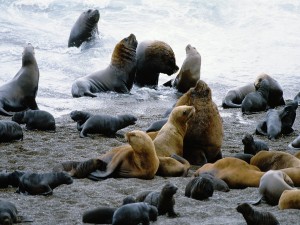 Postal: Lobos marinos (Península Valdés, Patagonia, Argentina)