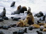 Lobos marinos (Península Valdés, Patagonia, Argentina)