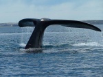 Cola de una ballena cerca de Península Valdés (Argentina)