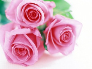 Tres delicadas rosas de color rosa