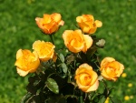 Rosal de rosas amarillas