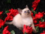 Gato siamés entre rosas rojas