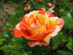 Rosa jaspeada en tonos naranjas