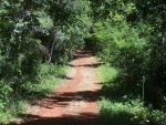 Camino de entrada a la "Selva Misionera" (Misiones, Argentina)