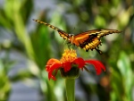 Mariposa con las alas extendidas