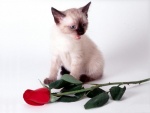Gatito siamés con una rosa