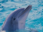 Delfín asomando la cabeza