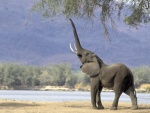 Elefante con la trompa en alto