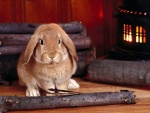 Un conejo junto a la estufa de leña