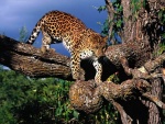 Leopardo en la rama de un árbol
