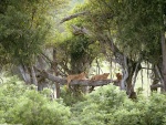 Leonas subidas a un árbol