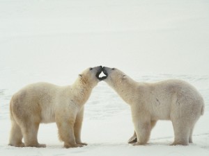 Osos polares juntando las bocas