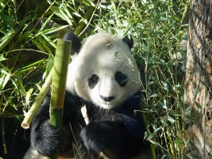Postal: Oso panda comiendo bambú
