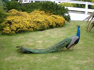 La larga cola de un pavo real