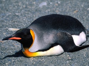 Postal: Un pingüino rey tumbado