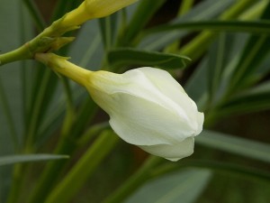 Capullo de adelfa (o laurel de flor)