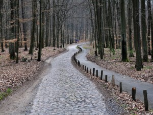 Postal: Bosque cercano a Senftenhütte, Brandeburgo, Alemania