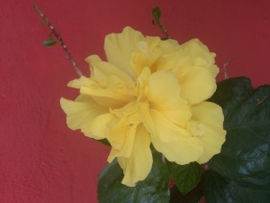 Postal: Flor amarilla sobre un fondo rojo