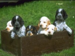 Cachorritos en un cajón de madera