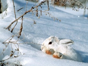 Postal: Conejo blanco en la nieve