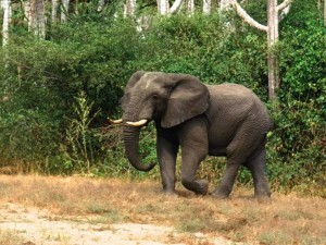 Postal: Elefante africano