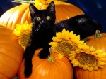 Gato negro sobre calabazas y girasoles